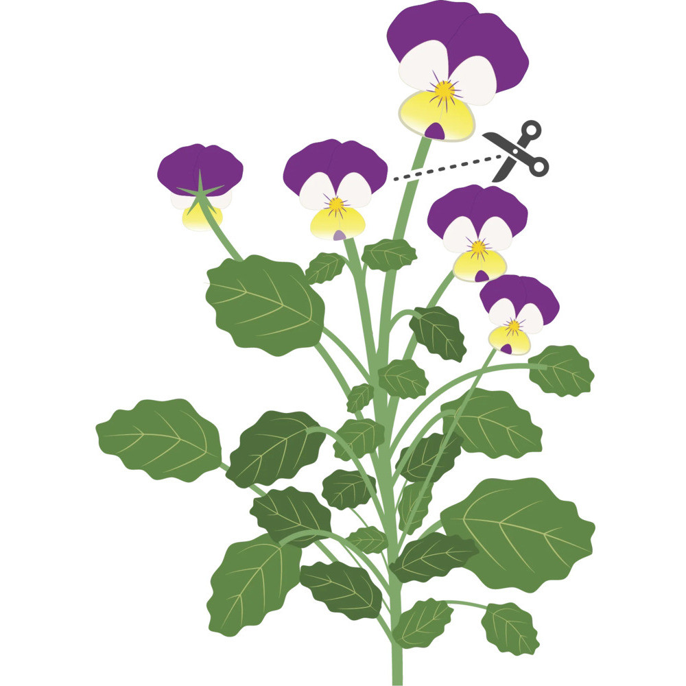 Tippek a sikeres termesztéshez